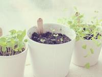 App2017年星座运势天秤座