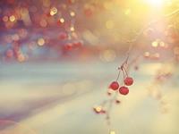 双鱼座一生最不想放弃什么