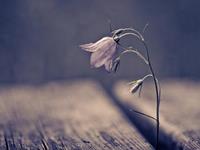 水瓶座靠什么说服别人