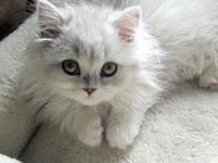 猫通灵及猫死了挂树上怎么回事？