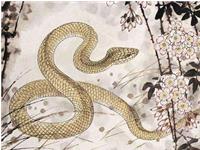 生肖蛇发现自己是同性恋时会怎么做