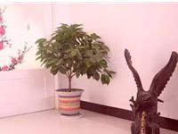 家中平安树应该如何养殖呢