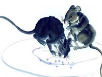 泓翔2017年4月生肖鼠理发运势