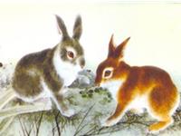 属兔的命运，属兔人的命运