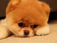 不吹牛会死的星座