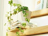 氧气占星2017年5月双鱼运势