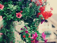 保加利亚嘉珊2017年6月星座运势