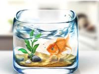 养鱼风水六个禁忌你了解吗