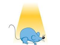 鼠目寸光打一生肖