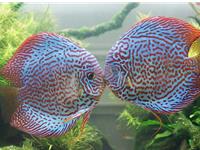 养鱼风水之七彩神仙鱼