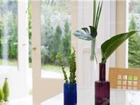 客厅盆栽风水注意事项