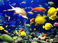 催财运的养鱼风水