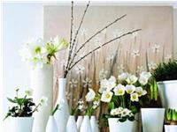 客厅养花有哪些风水禁忌和讲究