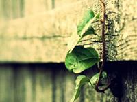 摩羯座被哪个星座完克