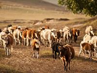 九牛一毛打一生肖