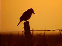 水瓶座最克制哪个星座