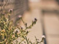 狮子座表白被拒绝后