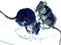 古易方2017年7月生肖鼠运程