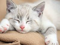 十二生肖中哪些生肖是懒癌晚期