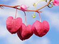 双子座最让人鄙视的性格