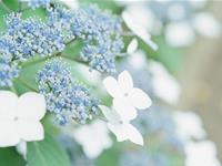 滴天居士一周生肖运势（7.31-8.6）