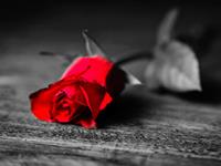 金牛座最讨厌别人管自己什么