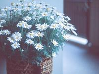 Lucia金牛座2017年9月运势