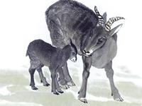 1955年属羊的人2019年运势及运程大全解析