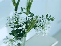 家中适合摆放些什么花卉植物