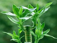 顶楼露台种什么植物好