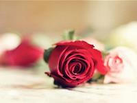 人品没话说的星座