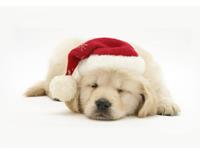 养狗相关的风水知识