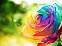 十二星座谁的恋爱天赋最高