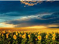 紫微斗数贪狼星2018年运势