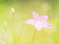 张盛舒紫微14主星一周运势（10.16-10.22）