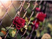 巨蟹座经常因为什么而后悔