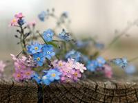 紫微斗数太阴星2017年11月爱情运势