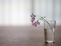 徐墨斋2017年11月生肖猴运势