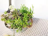 分手毫无情绪波动的星座