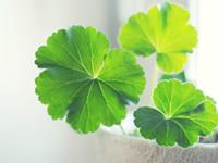 A微日记2017年11月双子座运势