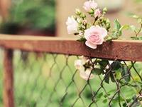 最有潜能却不善于激发自己的生肖