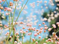 柒爸2017年11月星座运势