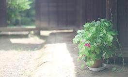 2018年命宫天同星运势