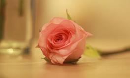 爱神眷顾，进入4月中旬桃花运旺盛的星座