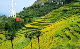 二十四节气之小满