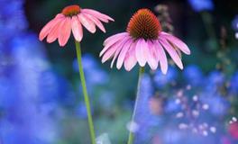 张盛舒:金牛座一周星座运势（4.30-5.6）