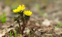 白羊座有几种，分别是哪几种性格