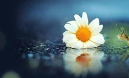 肖百奇2018年6月生肖牛运势