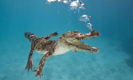 孕妇梦见鳄鱼是什么意思