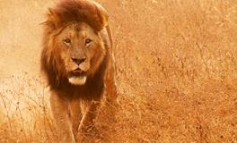 孕妇梦见狮子是什么意思